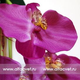искусственные цветы орхидеи цвета фиолетовый 7