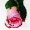 искусственные цветы роза с блестками цвета розовый 5